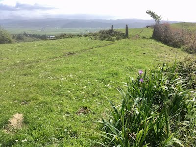 Iris douglasiana in landscape