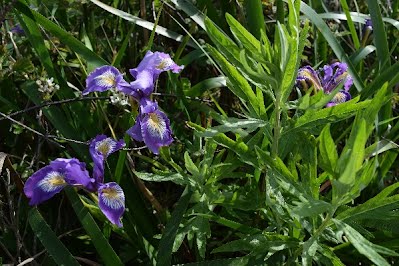 Iris wormwood