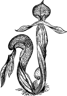 Darlingtonia Logo