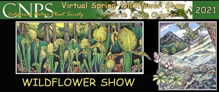 wildflower show 95038 cover 730w
